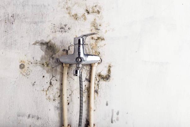 Best Toxic Mold Removal  in Pasadena Hills, FL