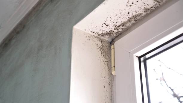 Best Commercial Mold Removal  in Pasadena Hills, FL