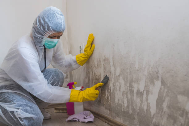 Best Mold Remediation  in Pasadena Hills, FL